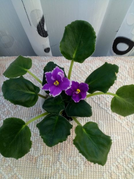 18 mai - ZZ EK Russkaya Krasavitsa