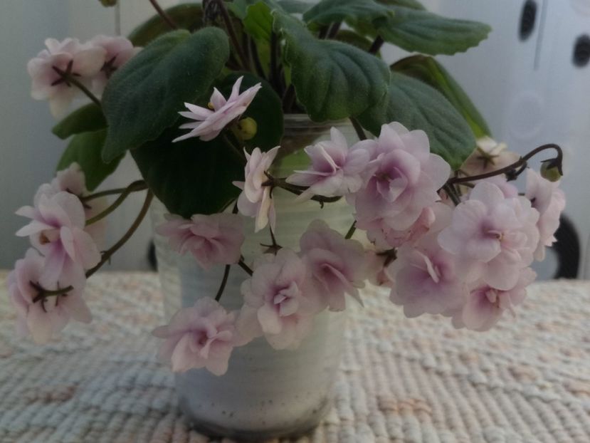 18 mai - Rob s Vanilla trail