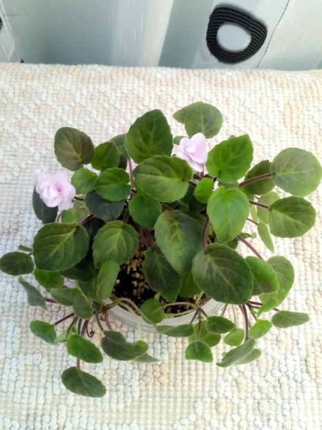 18 mai - Rob s Vanilla trail