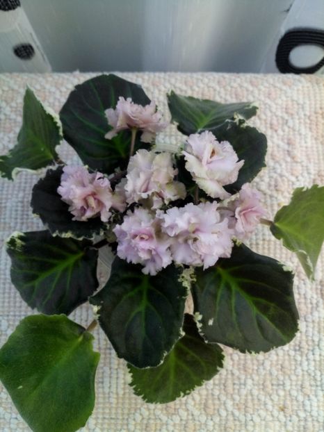 18 mai - ZZ Ma s Corsage