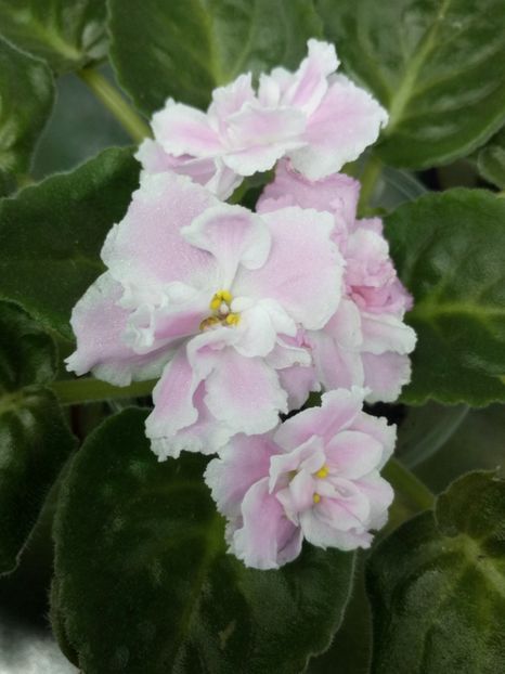 18 mai - ZZ Pink Panthere -Rozovaya Pantera