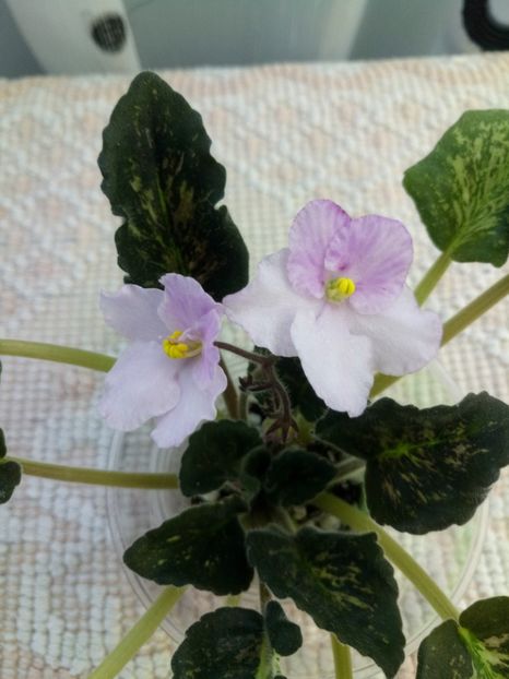 18 mai - ZZ Genetic Blush