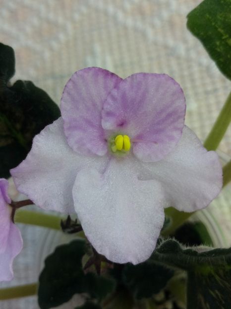 18 mai - ZZ Genetic Blush