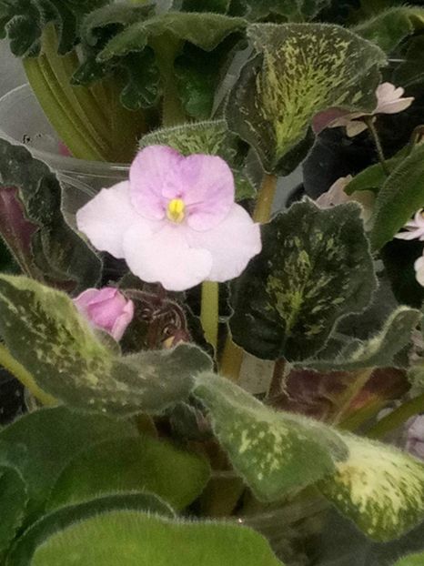 15 mai - ZZ Genetic Blush