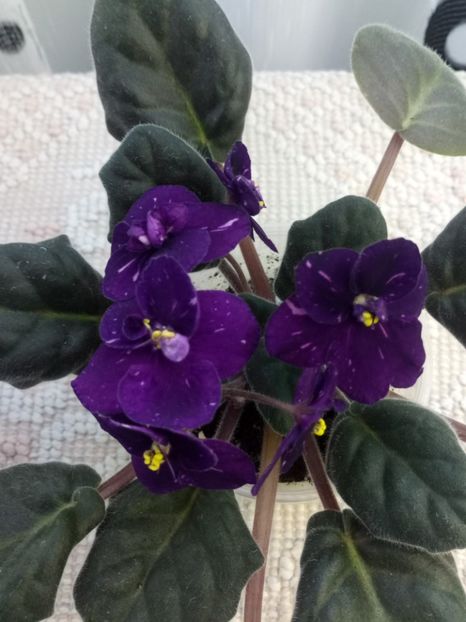 18 mai - ZZ Fisher s Leone