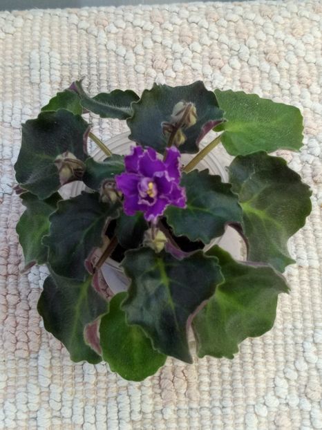 18 mai - ZZ RS Barkhatnyi Nariad trail sport