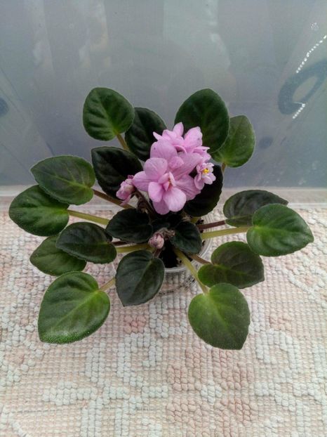 10 mai - ZZ Rob s Dust Storm