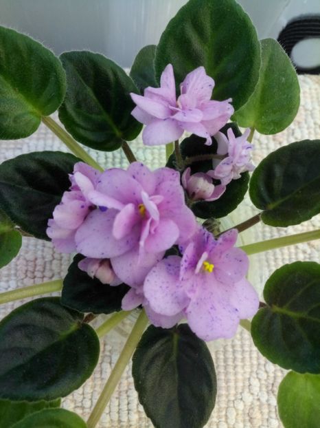 18 mai - ZZ Rob s Dust Storm