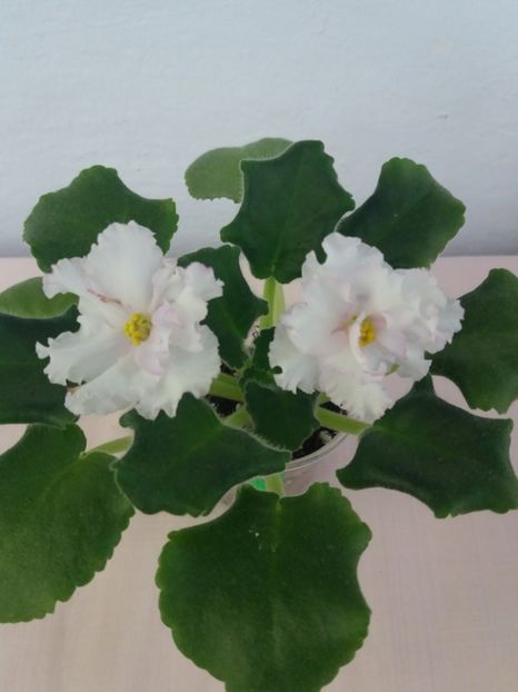 15 mai - ZZ LE Turmalinovoye Kol ye- LE Tourmaline Necklace