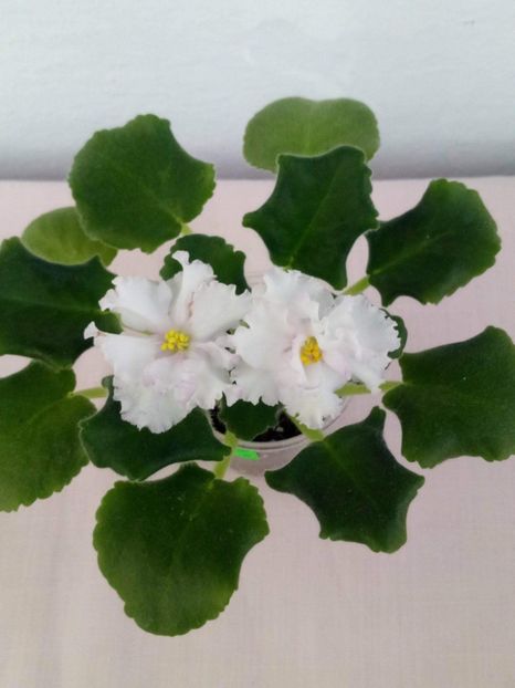 15 mai - ZZ LE Turmalinovoye Kol ye- LE Tourmaline Necklace