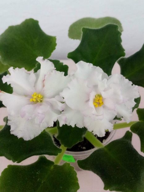 15 mai - ZZ LE Turmalinovoye Kol ye- LE Tourmaline Necklace