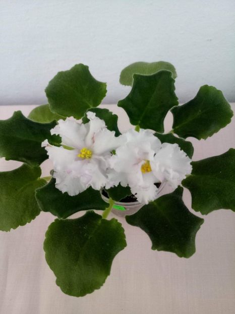 15 mai - ZZ LE Turmalinovoye Kol ye- LE Tourmaline Necklace