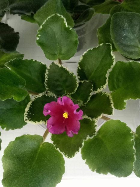 15 mai - ZZ LE Karusel