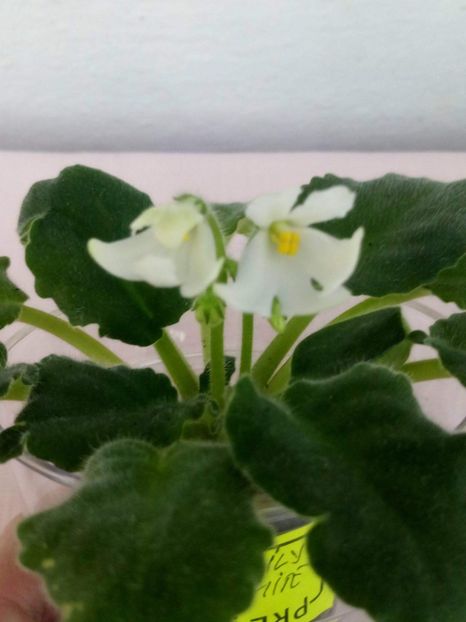 15 mai - ZZ Lunar Lily White