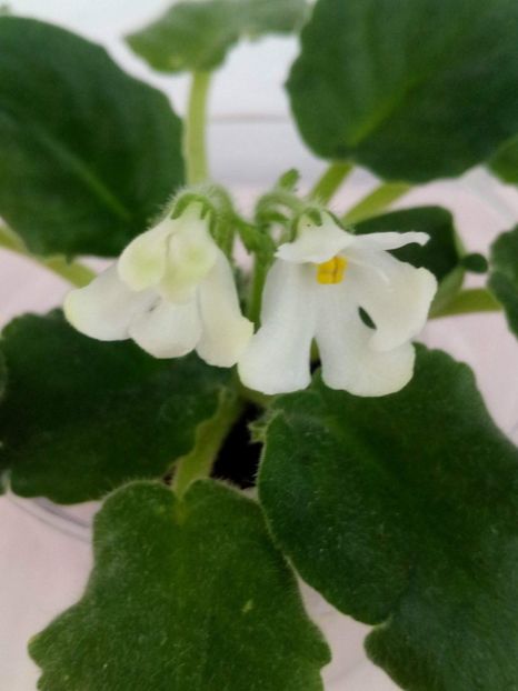 15 mai - ZZ Lunar Lily White