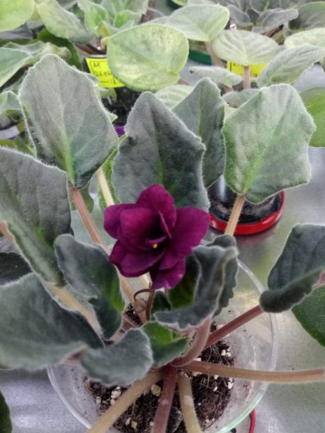 15 mai - ZZ Armageddon