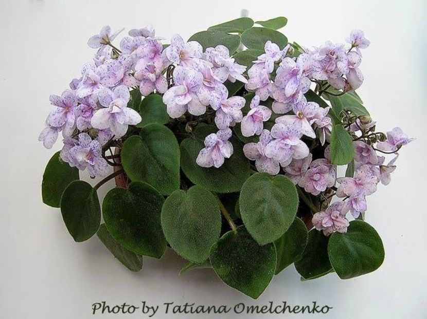 Rob s Boolaroo poza net - ZZ Rob s Boolaroo