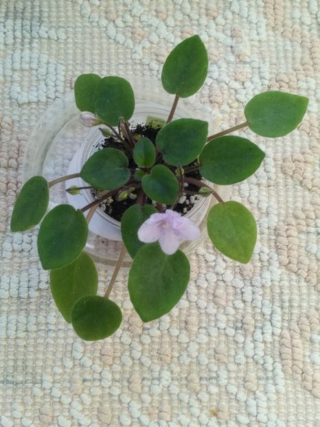 18 mai - ZZ Rob s Boolaroo