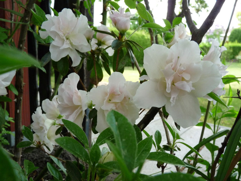 2018 - Azalee si Rhododendroni