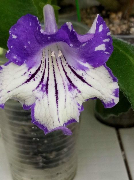 10 mai - DS Meteor Shower