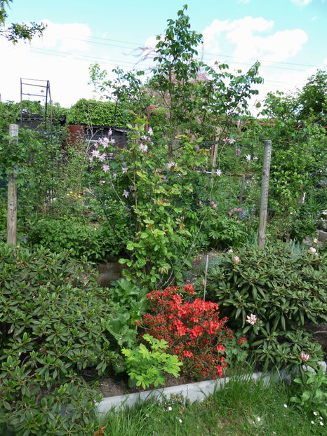  - Azalee si Rhododendroni