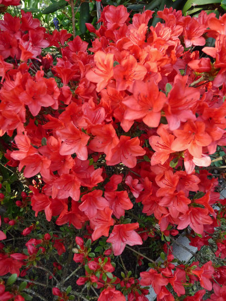  - Azalee si Rhododendroni