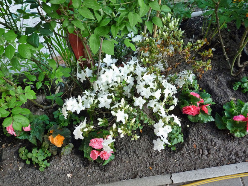  - Azalee si Rhododendroni