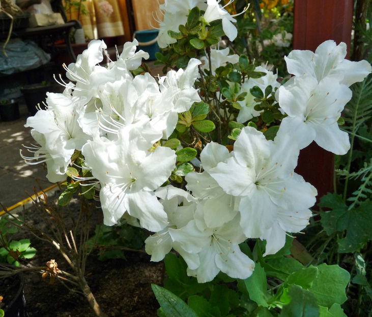  - Azalee si Rhododendroni