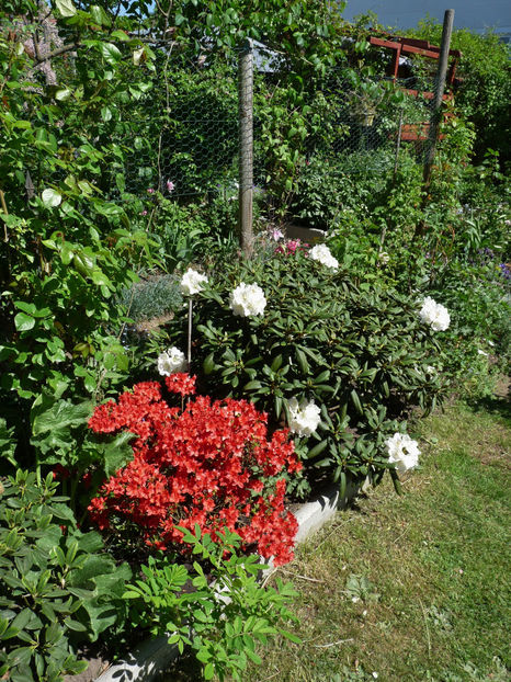  - Azalee si Rhododendroni