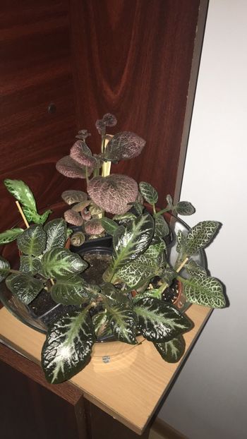  - Episcia