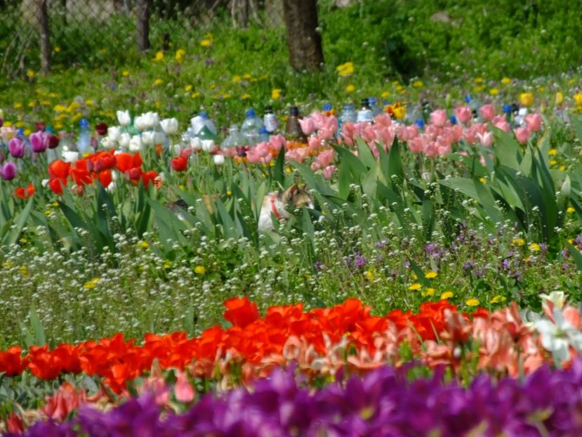 Intrusa la lalele - 2018_02_Lalele_I