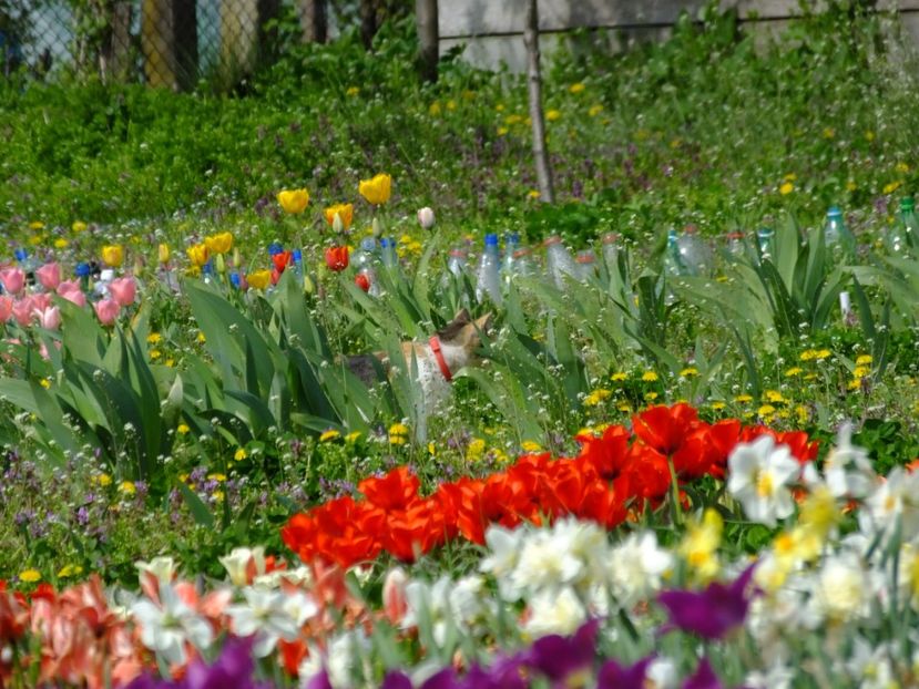 Ma plimb si eu pe aici - 2018_02_Lalele_I