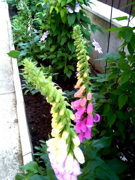  - Gradina luna mai 2018