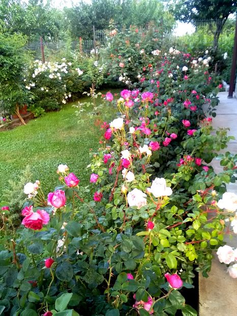  - Gradina luna mai 2018