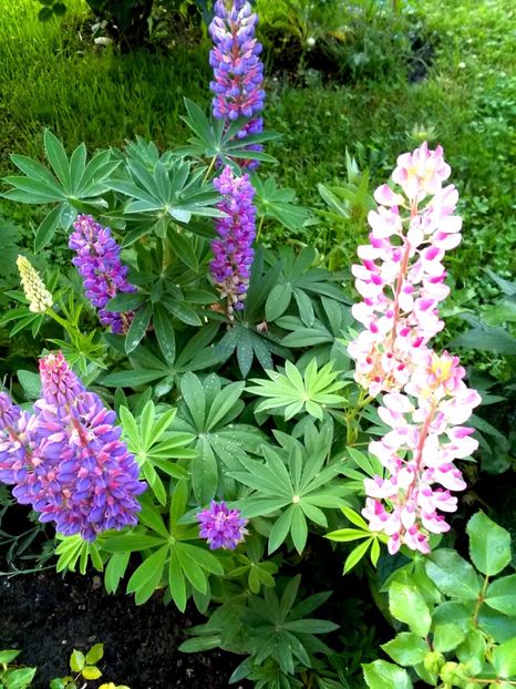  - Gradina luna mai 2018