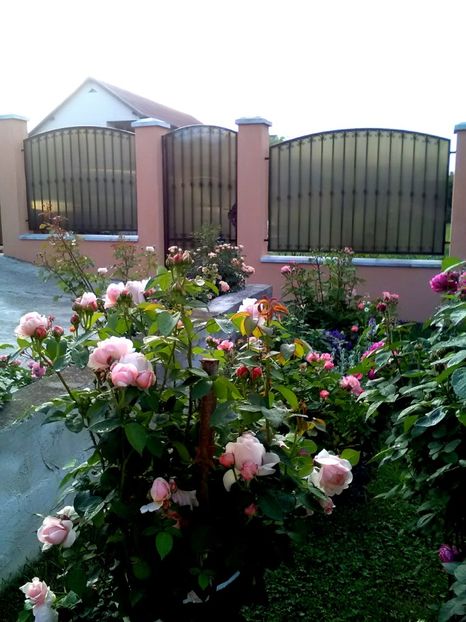  - Gradina luna mai 2018