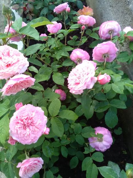  - Gradina luna mai 2018