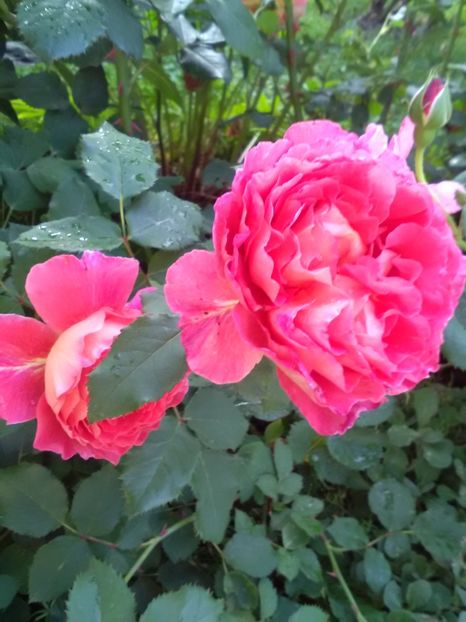  - Gradina luna mai 2018