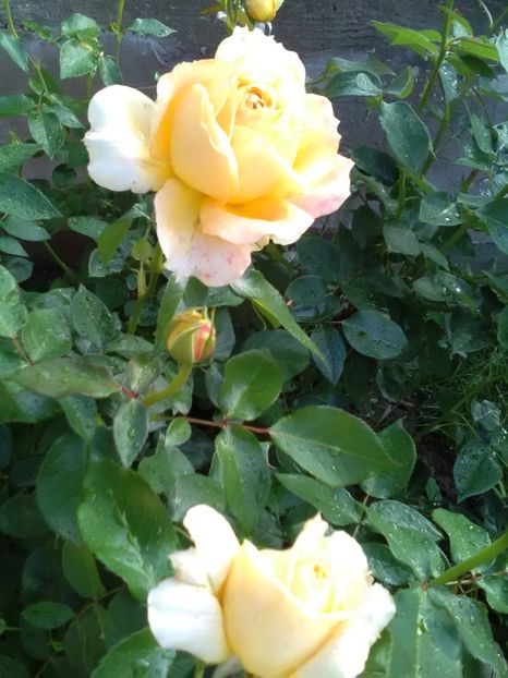  - Gradina luna mai 2018