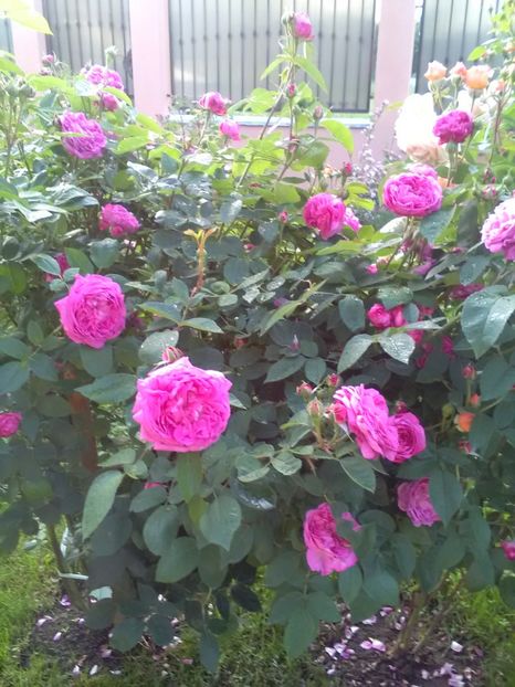  - Gradina luna mai 2018