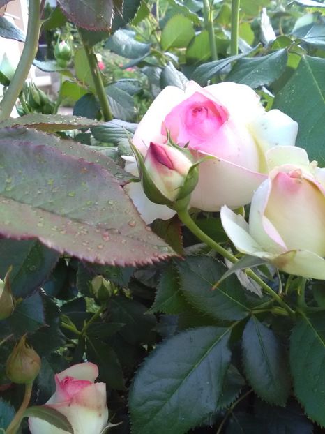  - Gradina luna mai 2018