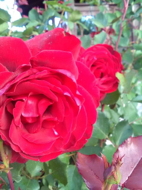  - Gradina luna mai 2018