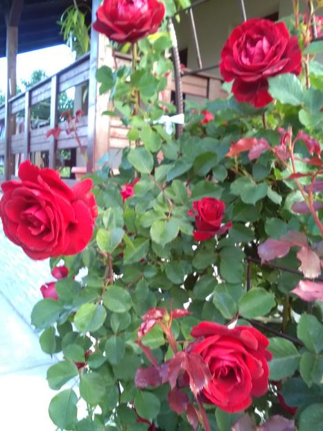  - Gradina luna mai 2018