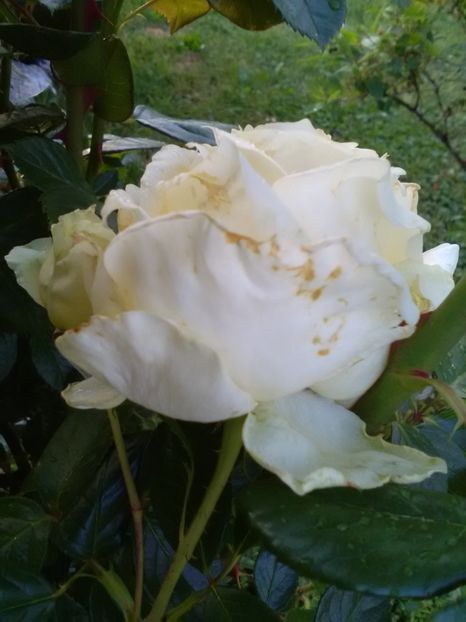  - Gradina luna mai 2018