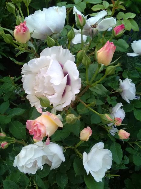  - Gradina luna mai 2018