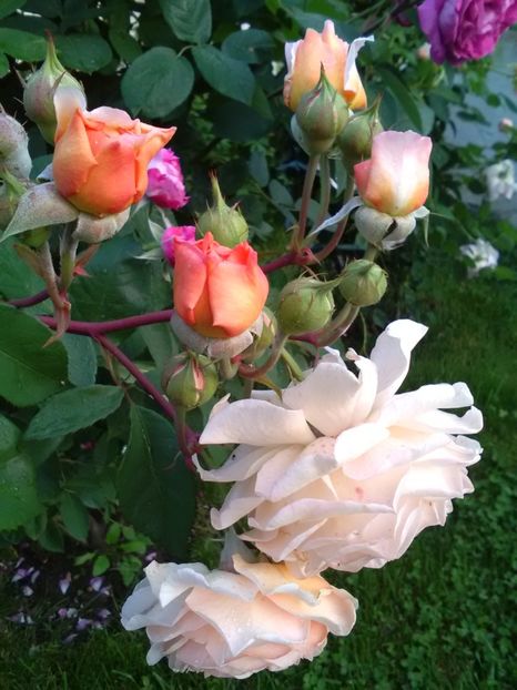  - Gradina luna mai 2018