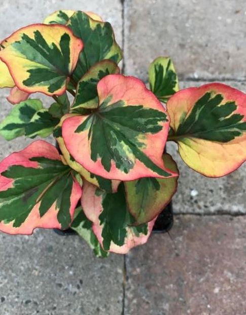  - TT Houttuynia chameleon