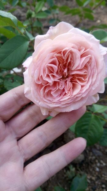  - Abraham Darby