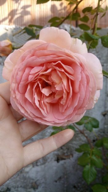  - Abraham Darby