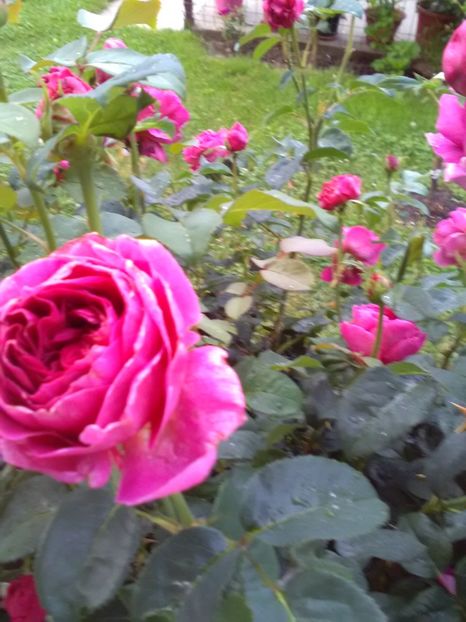  - Gradina luna mai 2018